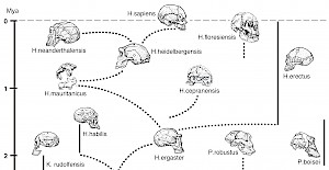 Homo Ergaster